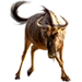 Wildebeest