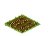 Alfalfa Seed