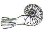 Ammonites