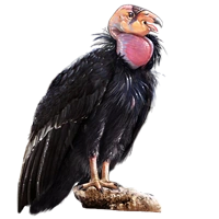 Huge item californiacondor 01.png