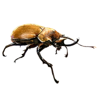 Huge item rhinocerousbeetle 01