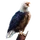 Item talon 01