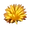 Country Scalp