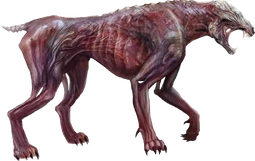 Feral