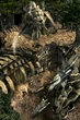 Bone village