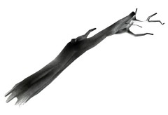 Hollow log