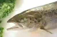 Deadfish