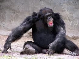 Angry Chimp Real.jpeg