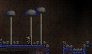 Underground glowing mushrooms