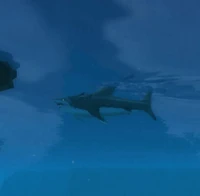 Image of Daggertooth Shark