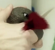 Avacado Knifed