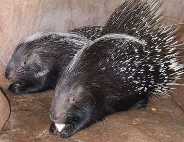 AfricanPorcupine 2.jpg