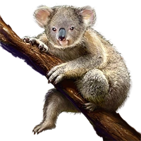 Huge item koala 01.png