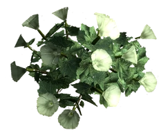 Sacred datura root