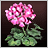 Geranium