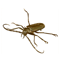 Huge item harlequinlonghornbeetle 01.png