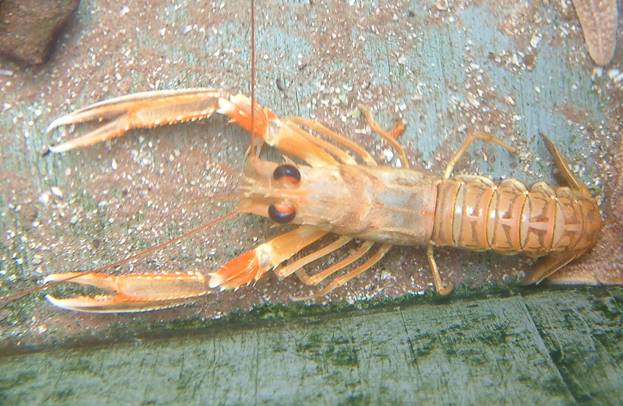 Scampi Wiki