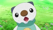 EP695 Oshawott de Ash confundido