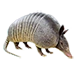 Item threebandedarmadillo 01
