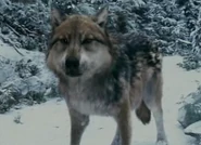 Seth wolf
