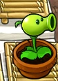 Peashooterzengarden.PNG