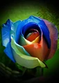 Rainbow Rose B.jpg