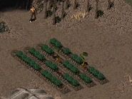SporePlantsHakuninGarden