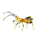 Assassin Bug