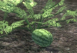 Watermelon Vine