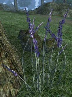 Lavender
