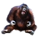 Item orangutan 01.png
