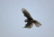Birds.2011 017