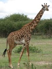 Giraffe