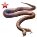 Two-Headed Snake