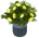 Yellow Flowers