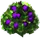 Blackberry Bush