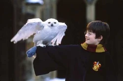 Harry-potter-edvige