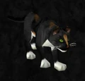 Calico cat.jpg