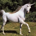 HP quiz TS unicorn.jpg