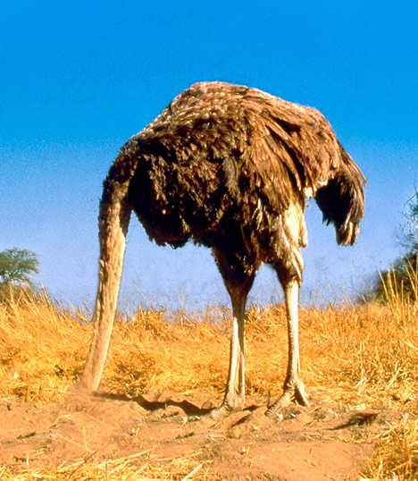 Ostrich_head_in_sand.jpg