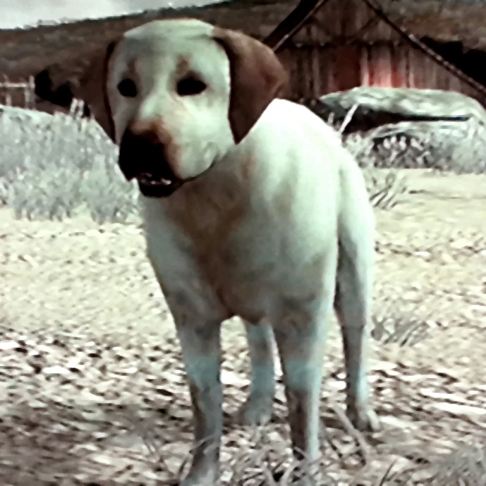 Rdr_rufus2.jpg