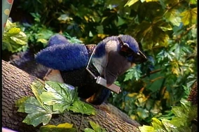 Bluejayblues