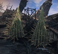 Giant Cactus