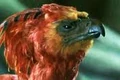 Fawkes the phoenix.jpg