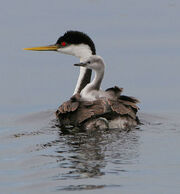 Western grebe