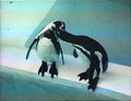 0001.AnimalPairs.jpg