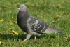 Columbiformes