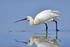 Ardeiformes