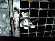 TeddyInPainCage