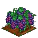 Super Grape extra100